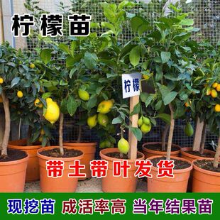 柠檬树苗盆栽果树苗香水柠檬室内带果四季开花可食用尤里克柠檬苗