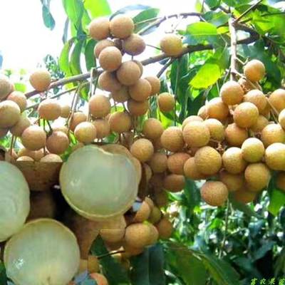 泸州特产桂圆苗龙眼苗嫁接苗四川泸州果苗