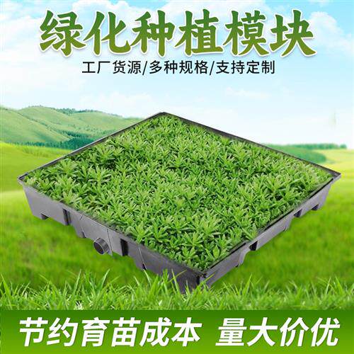 屋顶隔热储水式楼面绿化专用模块佛甲草培育盘阳台蔬菜花卉种植箱