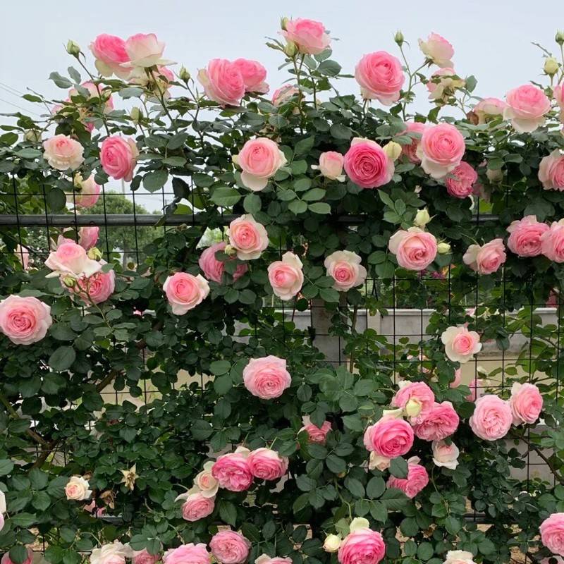 开藤薇蔷花拱浓龙沙本季苗宝石月爬藤欧月苗花大无品牌/墙门大花