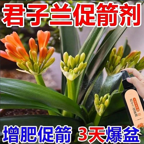 专治不开花君子兰快速拔箭授粉专用营养液催箭促花防黄叶不对称