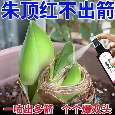【专治不开花】朱顶红营养液促箭催花剂专用肥延花期花增艳助生长
