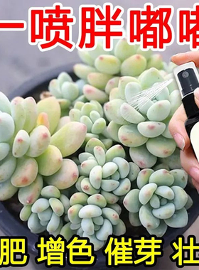 爆芽素多肉专用促芽催芽分化叶插花卉植物多肉爆芽素通用型营养液