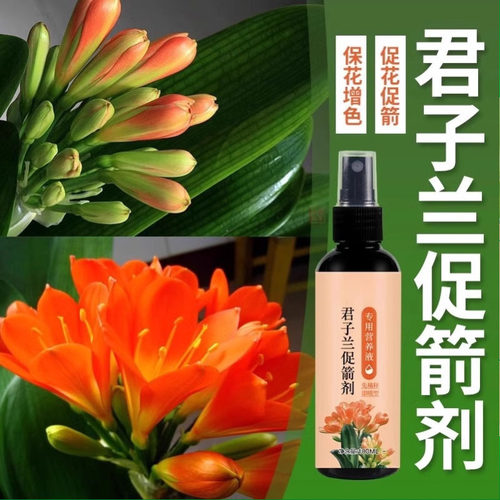 催花剂君子兰快速拔箭专用营养液