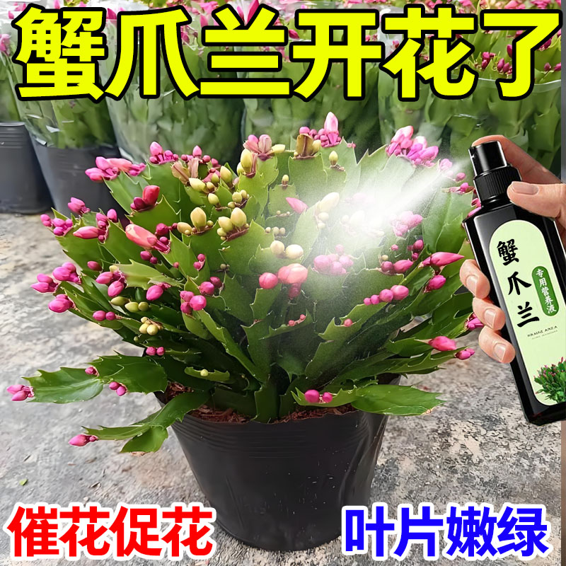 蟹爪兰专用肥料养花肥料蟹爪兰