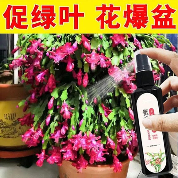 蟹爪兰专用肥营养液催花肥料