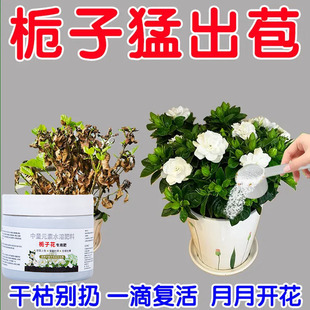 栀子花专用肥料急救黄叶掉叶掉花苞液体肥料助生长叶增绿促开花