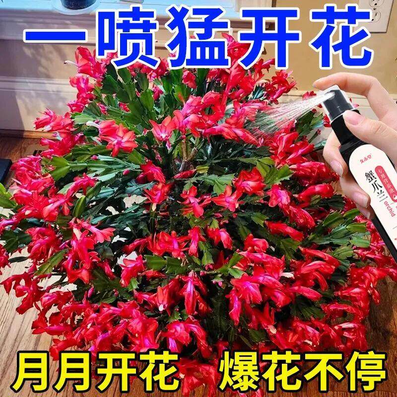 【爆花王】蟹爪兰专用营养液防干瘪黄叶催开花延长花期壮根促苗肥
