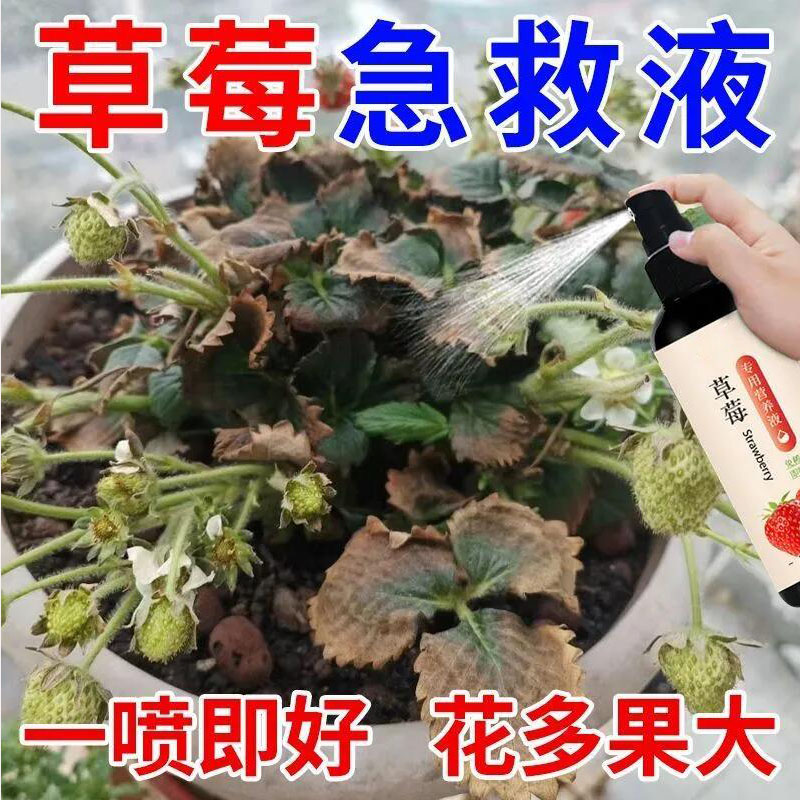 草莓专用肥料免稀释营养液家用盆栽有机肥料生长坐果期瓜果通用肥 鲜花速递/花卉仿真/绿植园艺 家庭园艺肥料 原图主图