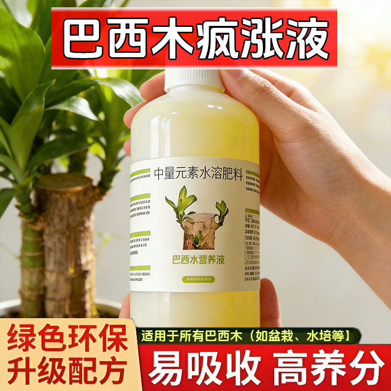 巴西木专用营养液肥料幸运木通用