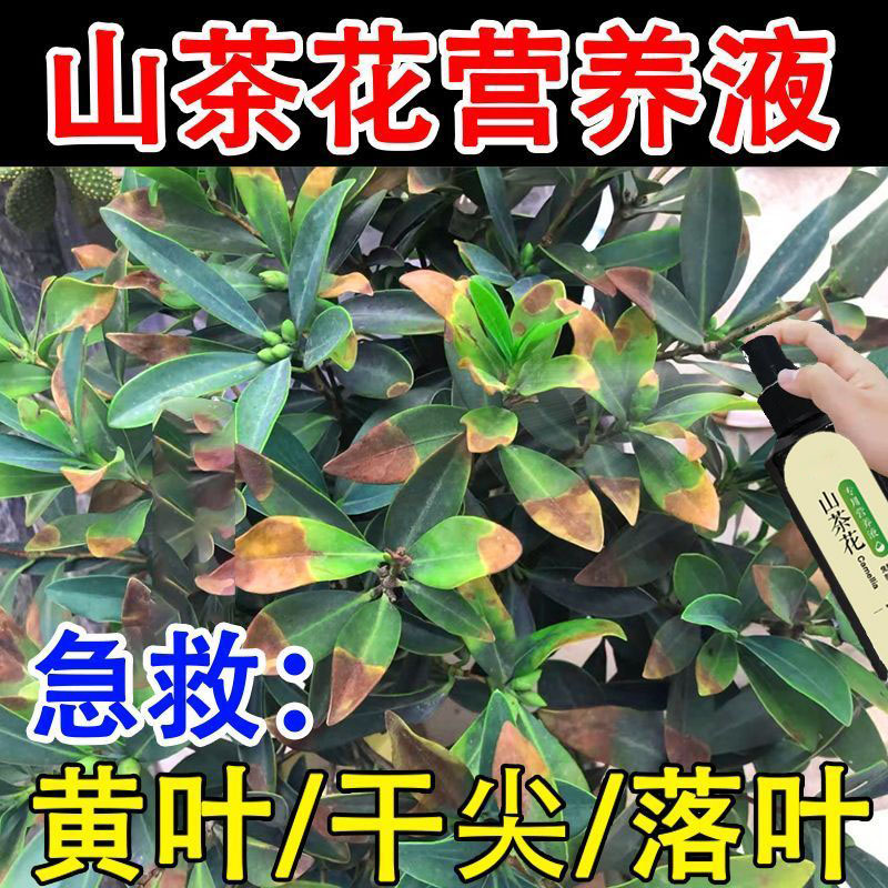 【急救】山茶花营养液防黄叶干尖掉花苞催花促花免稀释专用叶面肥