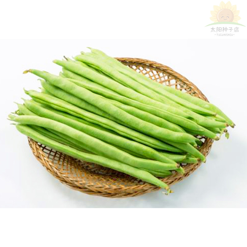 四季豆种子高产早熟有架爬藤四季播芸豆豆角种子红花无筋四季豆种