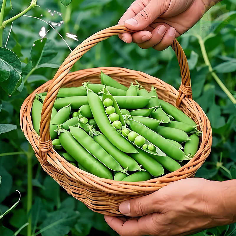 甜脆青豌豆种子豌豆种籽甜苗种豌豆苗尖种蔬菜孑菜豌豆碗豆种种子
