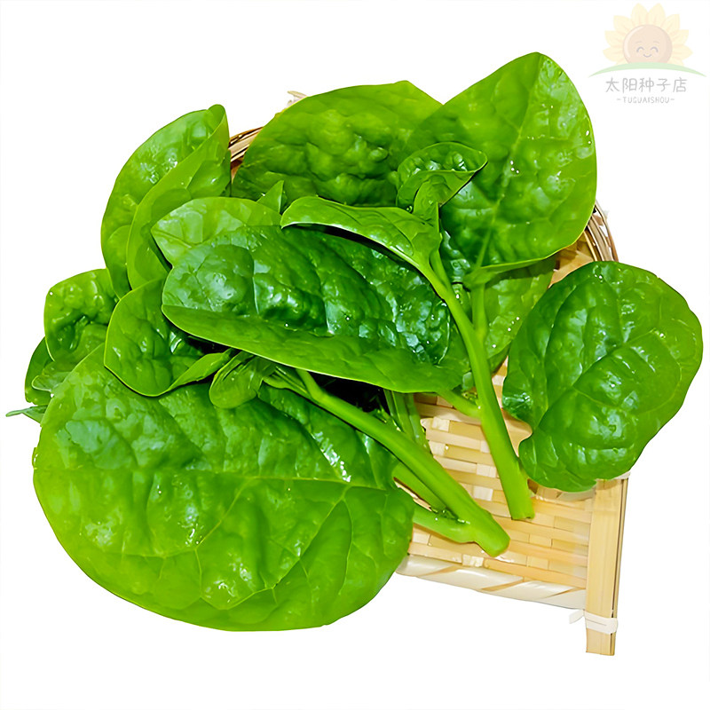 大叶木耳菜种子夏季高产肥厚菜苗小青菜种籽阳台盆栽四季蔬菜种孑