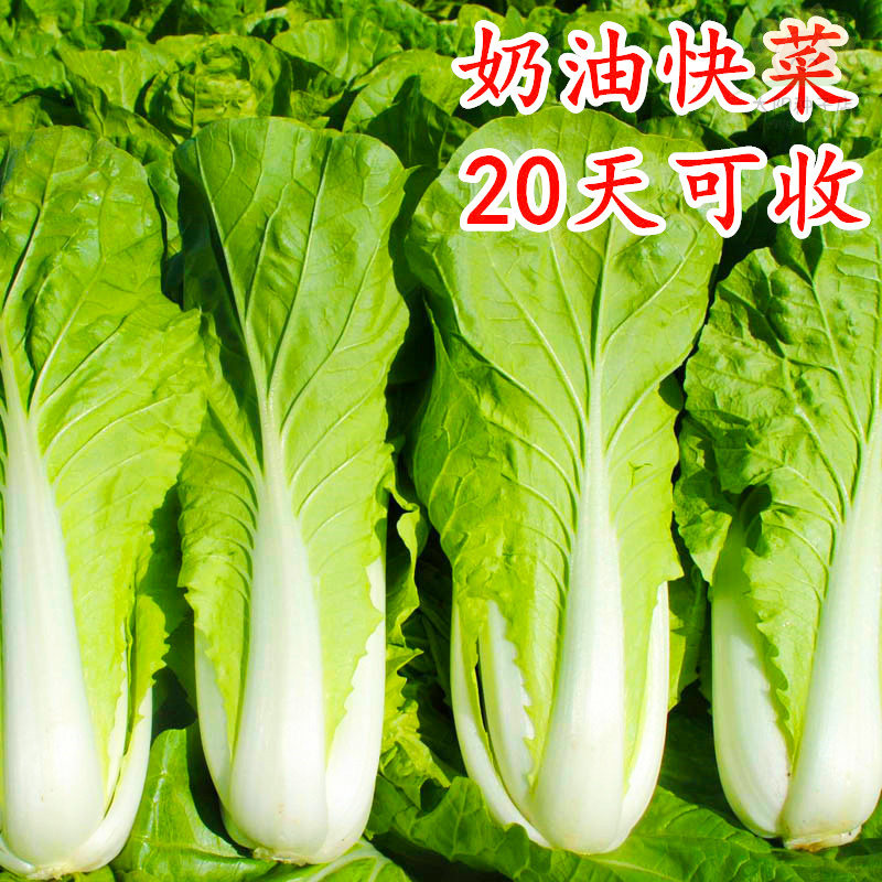 四季奶油快菜种子小白菜种子速生大白菜种籽青菜种籽蔬菜籽种大全