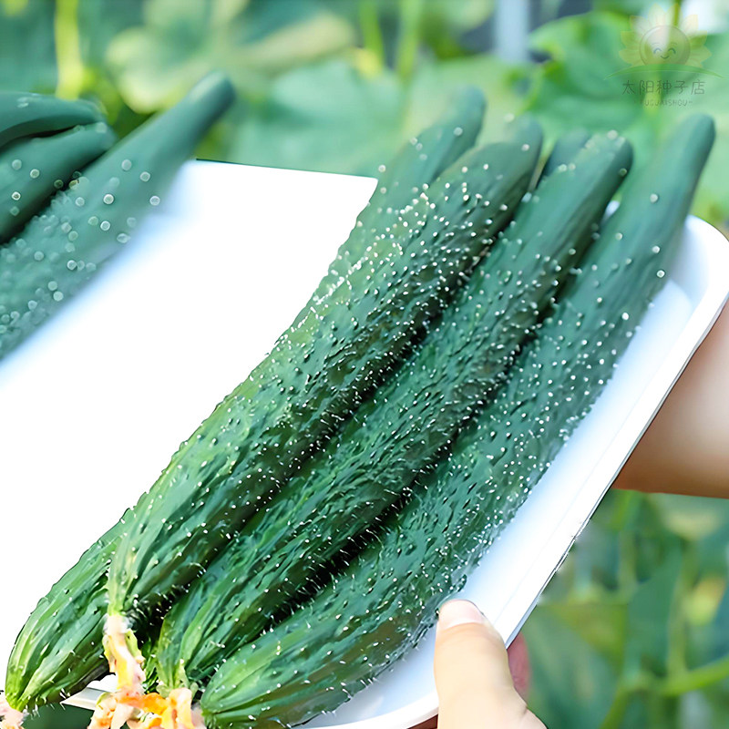 津研四号黄瓜种子新品种早熟大全四季盆栽高产蔬菜黄瓜水果种籽孑