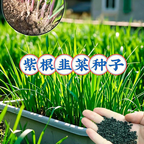紫根韭菜种子四季高产宽叶红根韭菜种子阳台盆栽易种植割蔬菜种子
