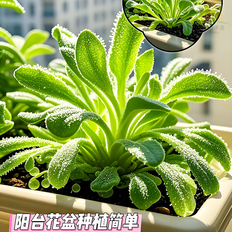 水晶冰菜种子新鲜长寿菜营养高钙冰草种籽四季蔬菜冻不死沙拉菜种