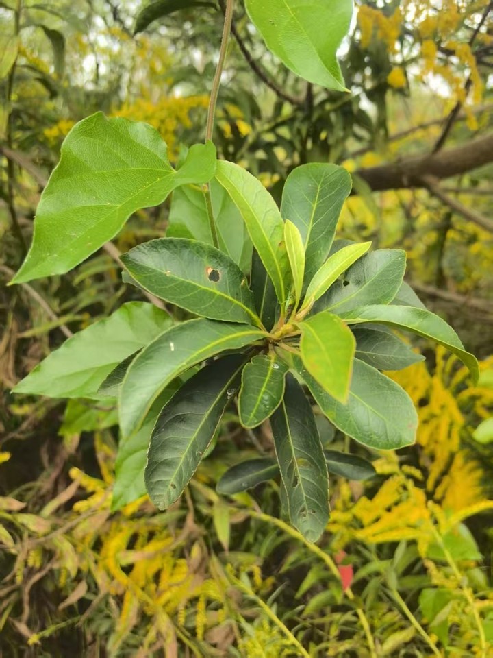 1月16日镇江珥陵苗圃、建材总厂苗圃内约1361株苗木网络拍卖公告