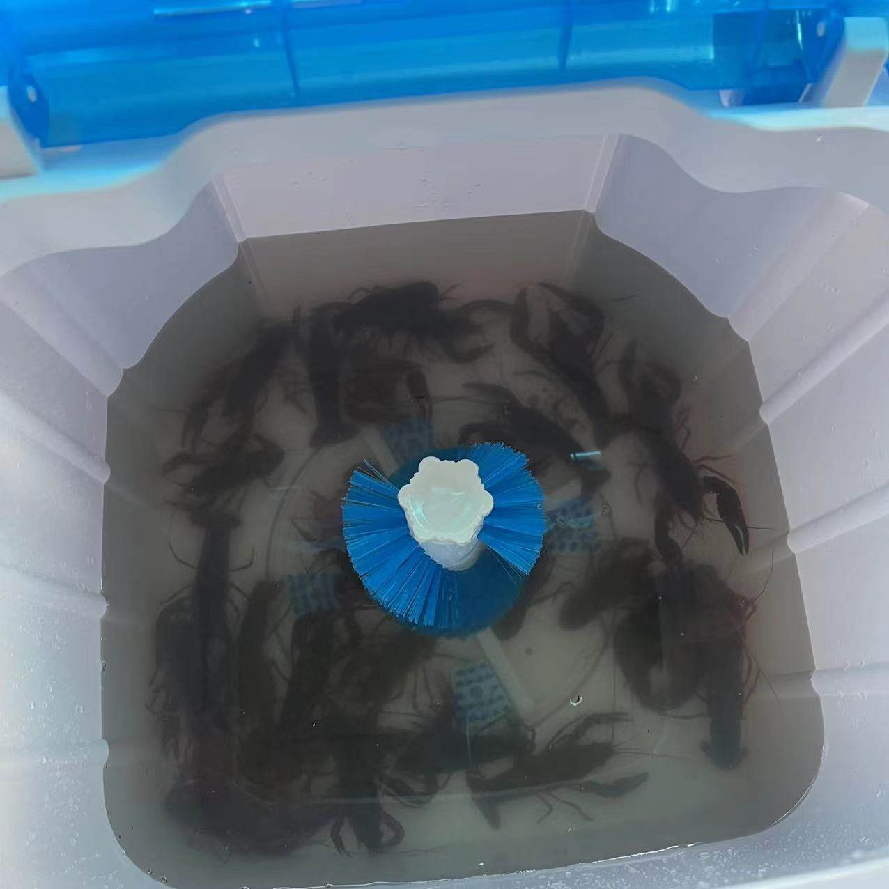 洗小龙虾机器清洗机全自动洗虾机器餐馆夜市商用洗田螺专用神器