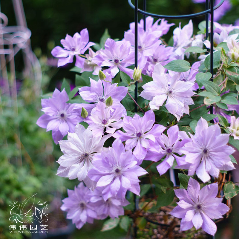 伟伟园艺 新世界系列铁线莲-倒影 紫水晶 微光 月亮舰f系新品集合