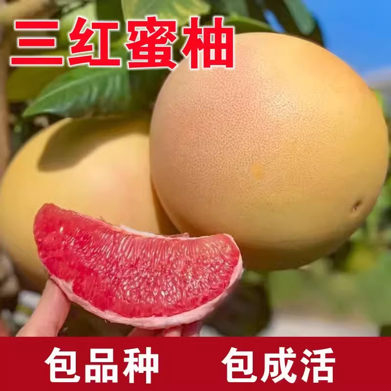 红心蜜柚苗正宗三红蜜柚苗红肉蜜柚树苗嫁接三红柚子当年结果