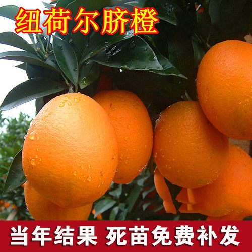 江西赣南脐橙苗嫁接纽荷尔血