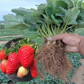 四季 草莓苗奶油红颜草莓秧大棚种植甜宝草莓裸根当年结果新苗盆栽