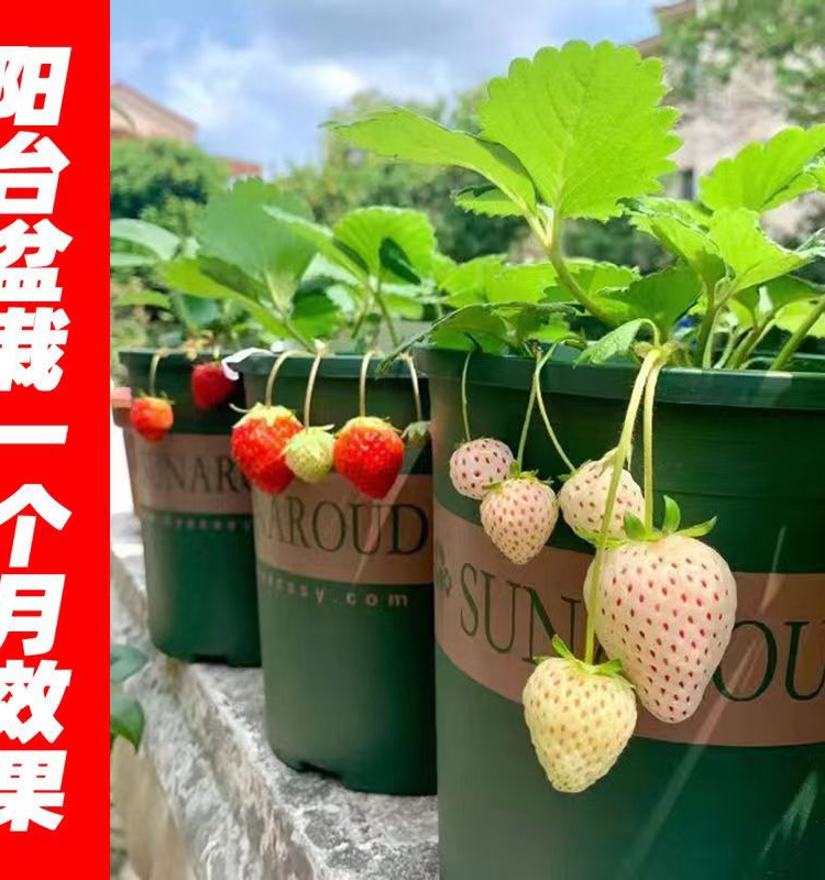 四季草莓苗带土带盆南方北方室内阳台盆栽食用奶油草莓种秧果树苗