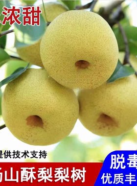 安徽砀山酥梨苗脆甜树果晚熟