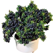 蓝莓苗盆栽地栽特大蓝莓果树苗南方北方种植阳台庭院四季 蓝莓树苗