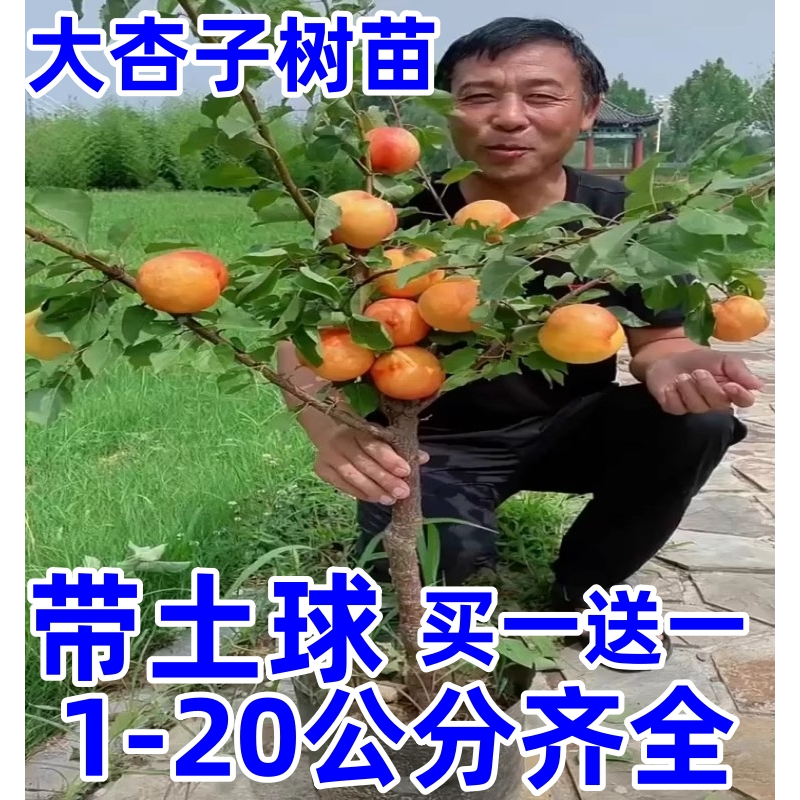 嫁接杏树果苗盆栽活庭院种