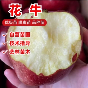 甘肃天水花牛苹果树苗嫁接美国蛇果粉面苹果苗地栽庭院种植果树苗