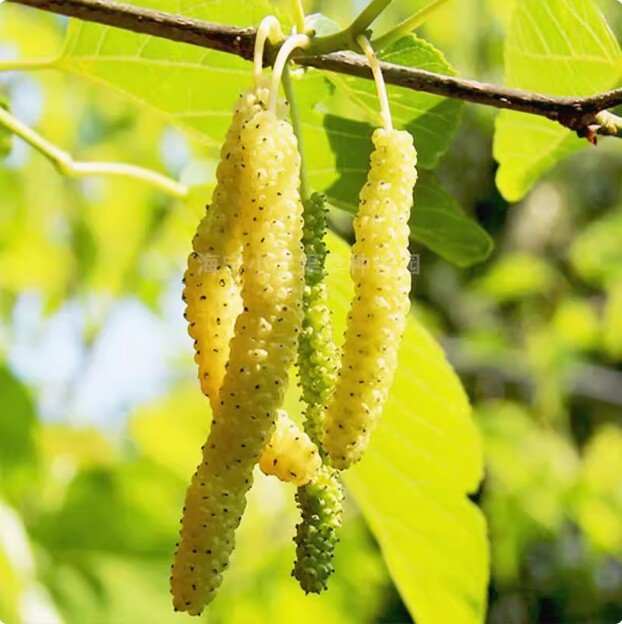 香金蜜白长果桑 白桑葚嫁接苗新品种香金葚海宁果桑 口感鲜甜