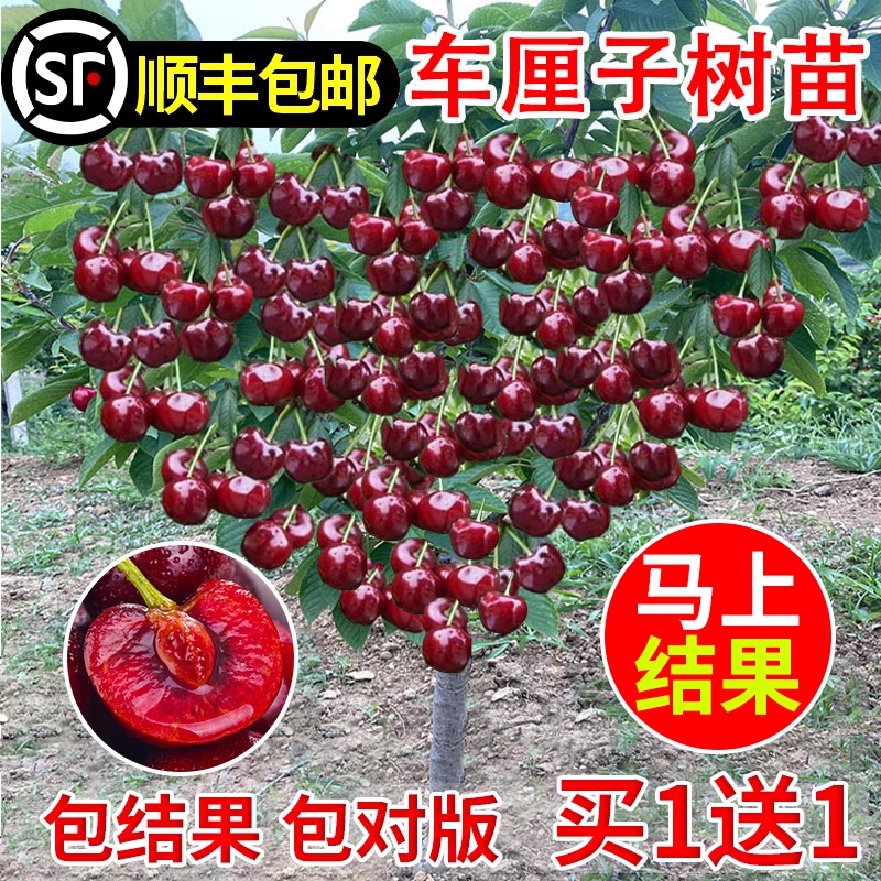 车厘子树苗樱桃苖南北方种