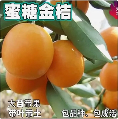 蜜糖金桔苗南北方庭院地栽嫁