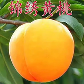 锦绣黄桃树苗 嫁接桃树苗新品 种黄桃苗 南方北方种植果苗当年结果