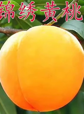 嫁接桃树苗新品种黄锦绣南方