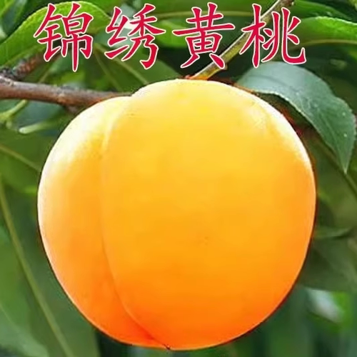 嫁接桃树苗新品种黄锦绣南方