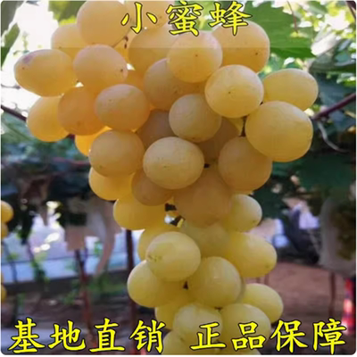 甜葡萄苗小蜜蜂南方北种