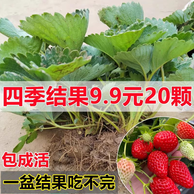 四季草莓苗盆栽带土奶油秧食