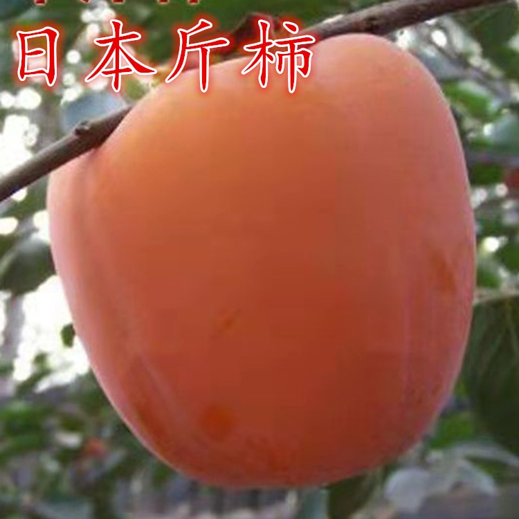 日本斤柿子树苗特大嫁接南方