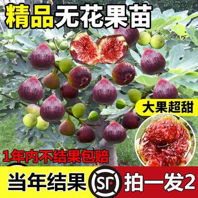 无花果树苗特盆栽波姬红威海