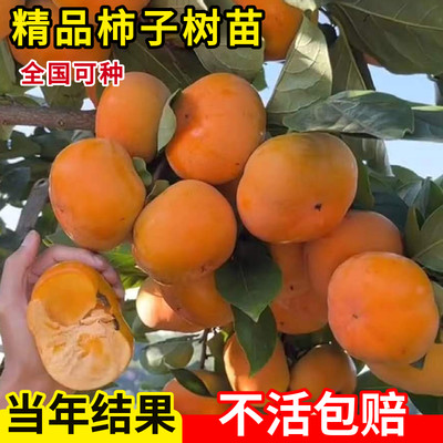 柿子苗树南北方种植盆栽地脆