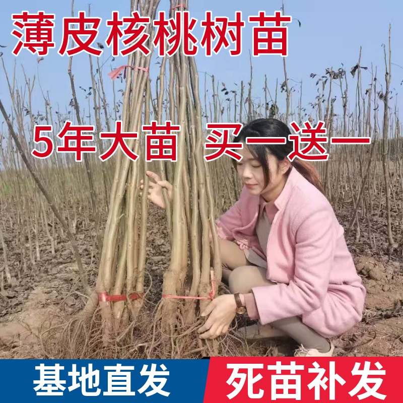 核桃树苗嫁接果南方北种植薄