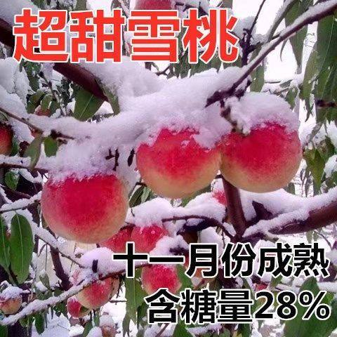 雪桃苗南北方地栽种植特大桃树果苗盆栽嫁接甜脆晚熟活苗当年结果