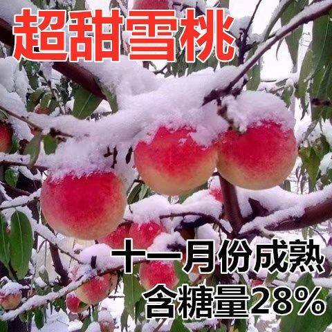 雪桃苗南北方地栽种植特大树