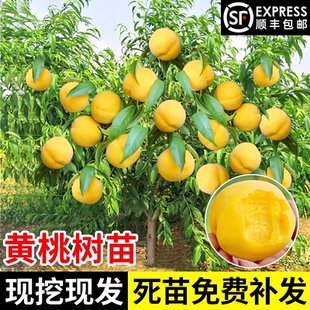 黄桃树苖桃树果苗嫁接苗冬桃北方果树油桃子树南方种植桃苗特大苗