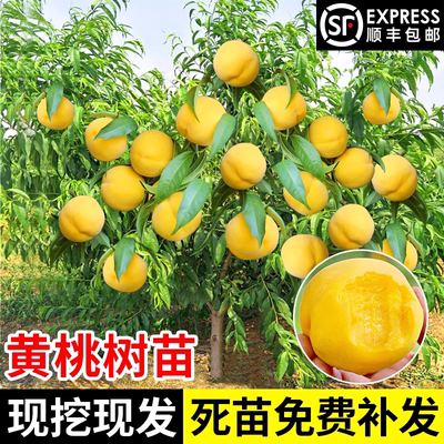 黄桃树苖果苗嫁接冬北方油