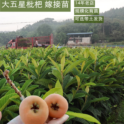 大五星枇杷嫁接琵琶果树特苗
